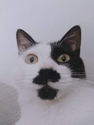 我有大哥顏如玉